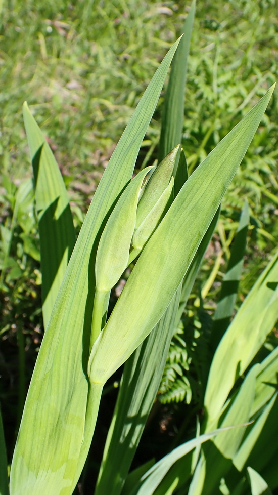 Image of Iris setosa specimen.