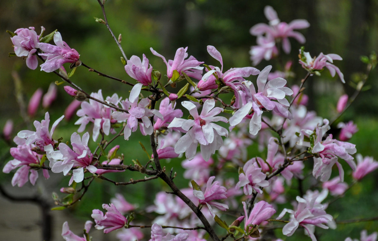 Image of Magnolia &times; soulangeana specimen.