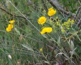 Inula oculus-christi. Цветущие растения. Краснодарский край, м/о Анапа, окр. пос. Куматырь, прав. борт дол. р. Куматырь между средним и нижним прудами, под кустарником у дороги. 18.06.2021.