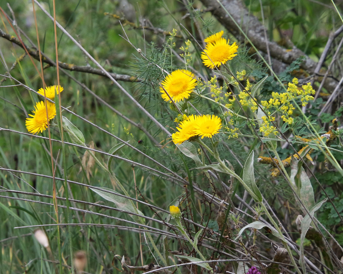 Image of Inula oculus-christi specimen.