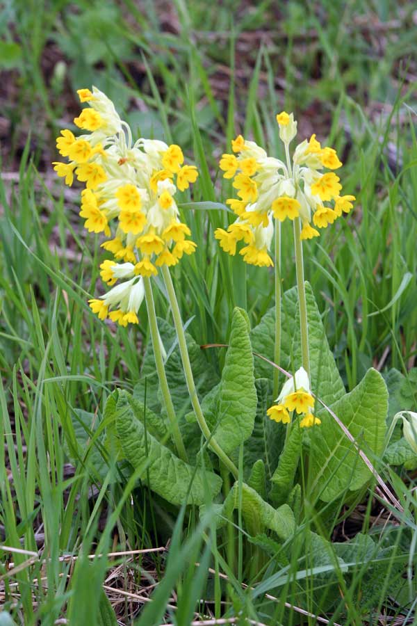 Image of Primula veris specimen.