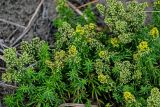 Galium verum. Верхушки цветущих и плодоносящих растений. Сахалин, Холмский гор. округ, мыс Слепиковского, песчаный пляж. 26.08.2023.