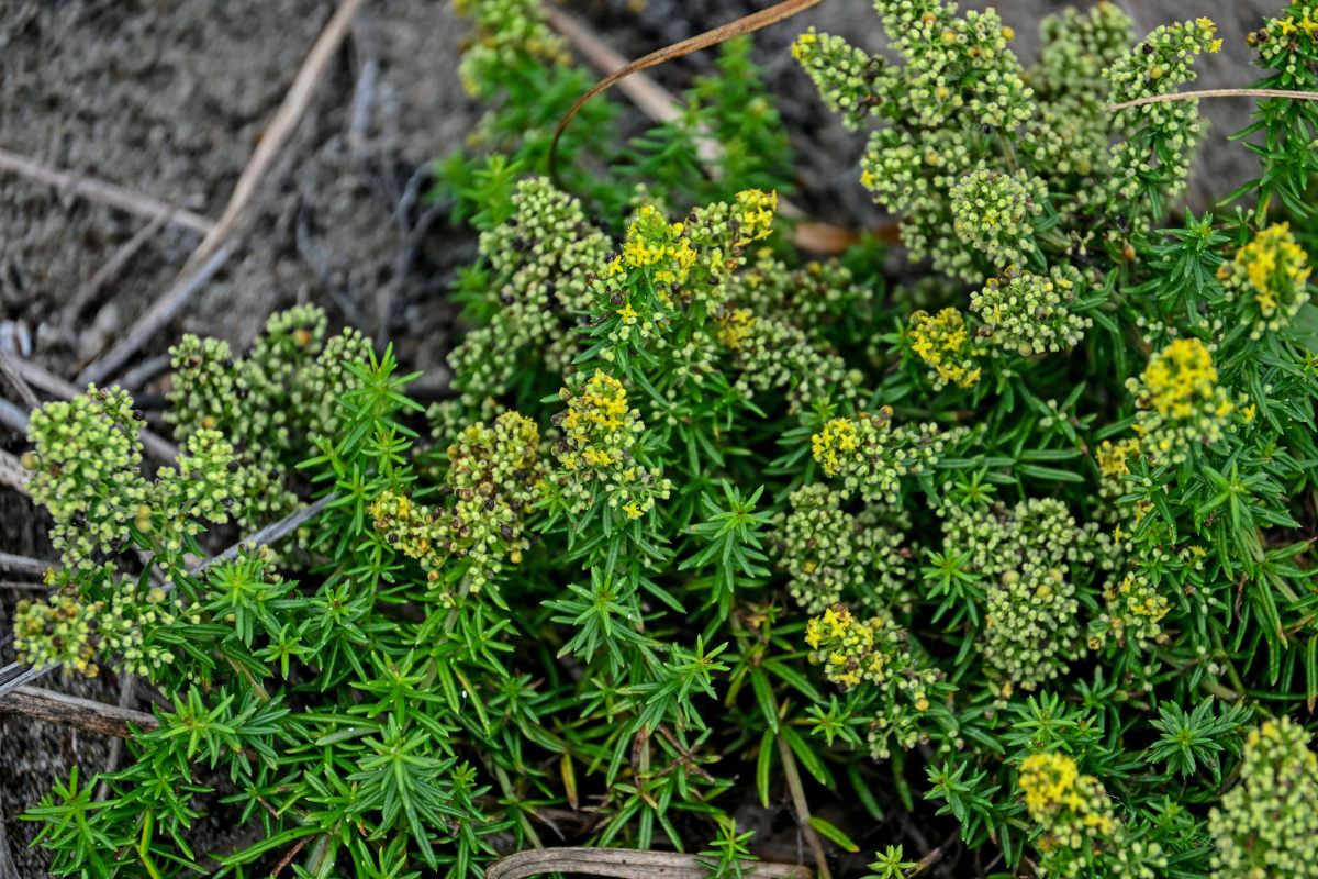 Изображение особи Galium verum.