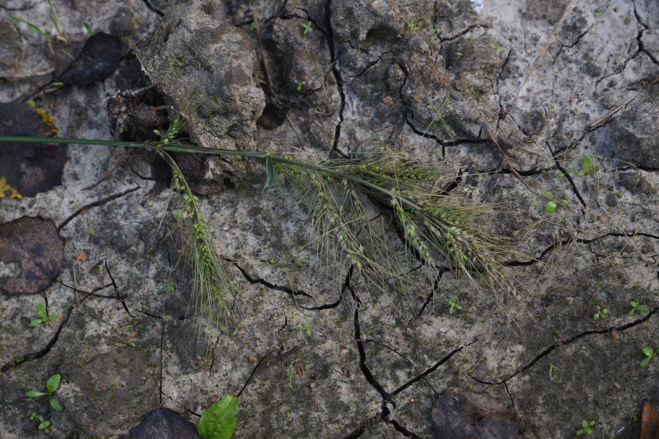 Изображение особи Echinochloa crus-galli.