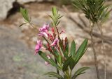 Nerium oleander