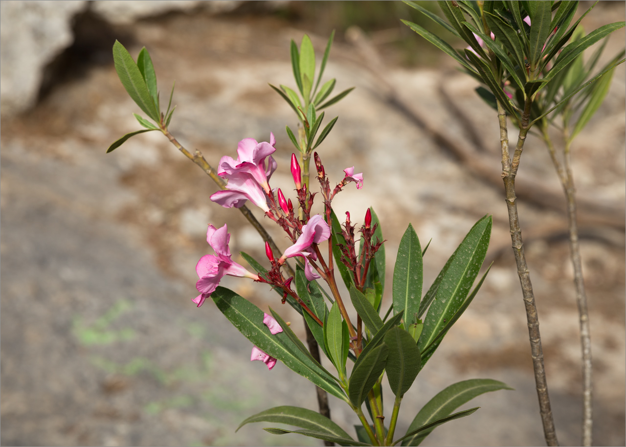 Изображение особи Nerium oleander.