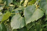 genus Tilia. Листья. Приморский край, Шкотовский р-н, пос. Подъяпольск, остатки леса на склоне оврага. 13.07.2024.