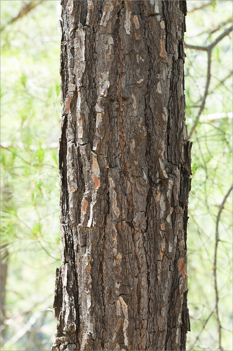 Изображение особи Pinus brutia.