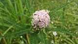 род Achillea. Верхушка цветущего растения. Хабаровский край, окр. г. Комсомольск-на-Амуре, разнотравный луг. 25.07.2024.