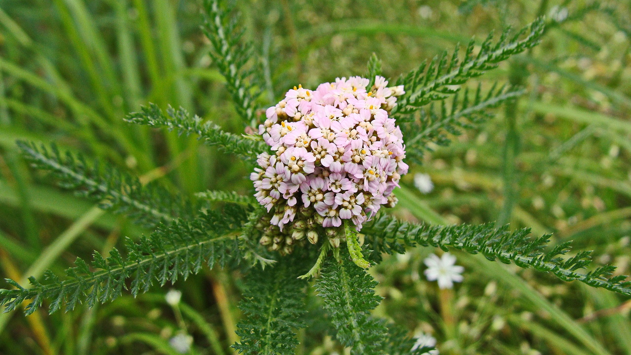 Изображение особи род Achillea.