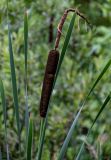 Typha latifolia. Соцветие и верхушки листьев. Московская обл., Дмитровский гор. округ, берег оз. Свиное, у воды. 21.07.2024.