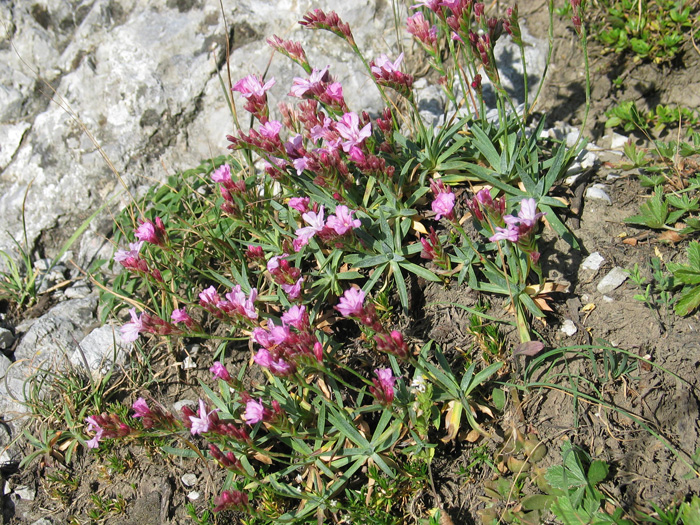 Image of Acantholimon ruprechtii specimen.