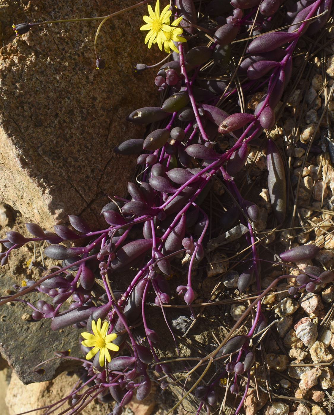 Image of genus Crassothonna specimen.