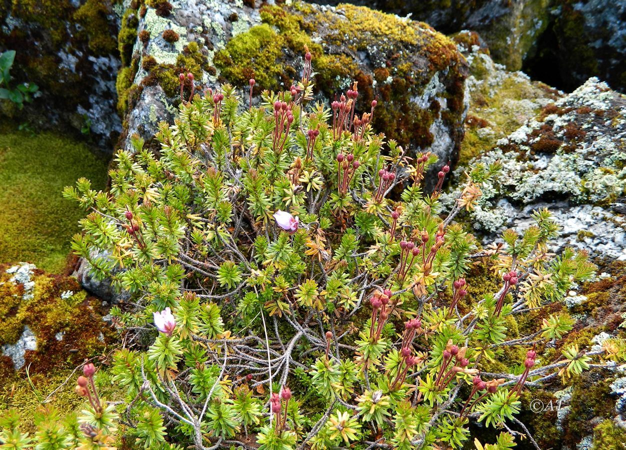 Изображение особи Phyllodoce caerulea.