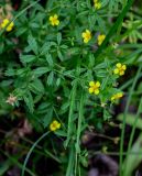 Potentilla erecta. Верхушки побегов с цветками. Московская обл., Сергиево-Посадский р-н, дол. р. Пажа, луг. 20.07.2024.