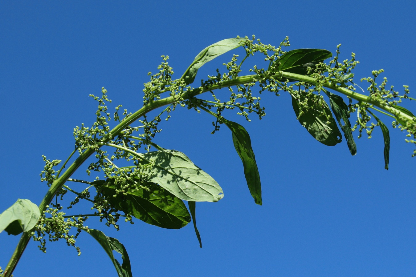 Изображение особи Lipandra polysperma.