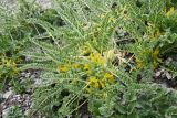 Astragalus lithophilus