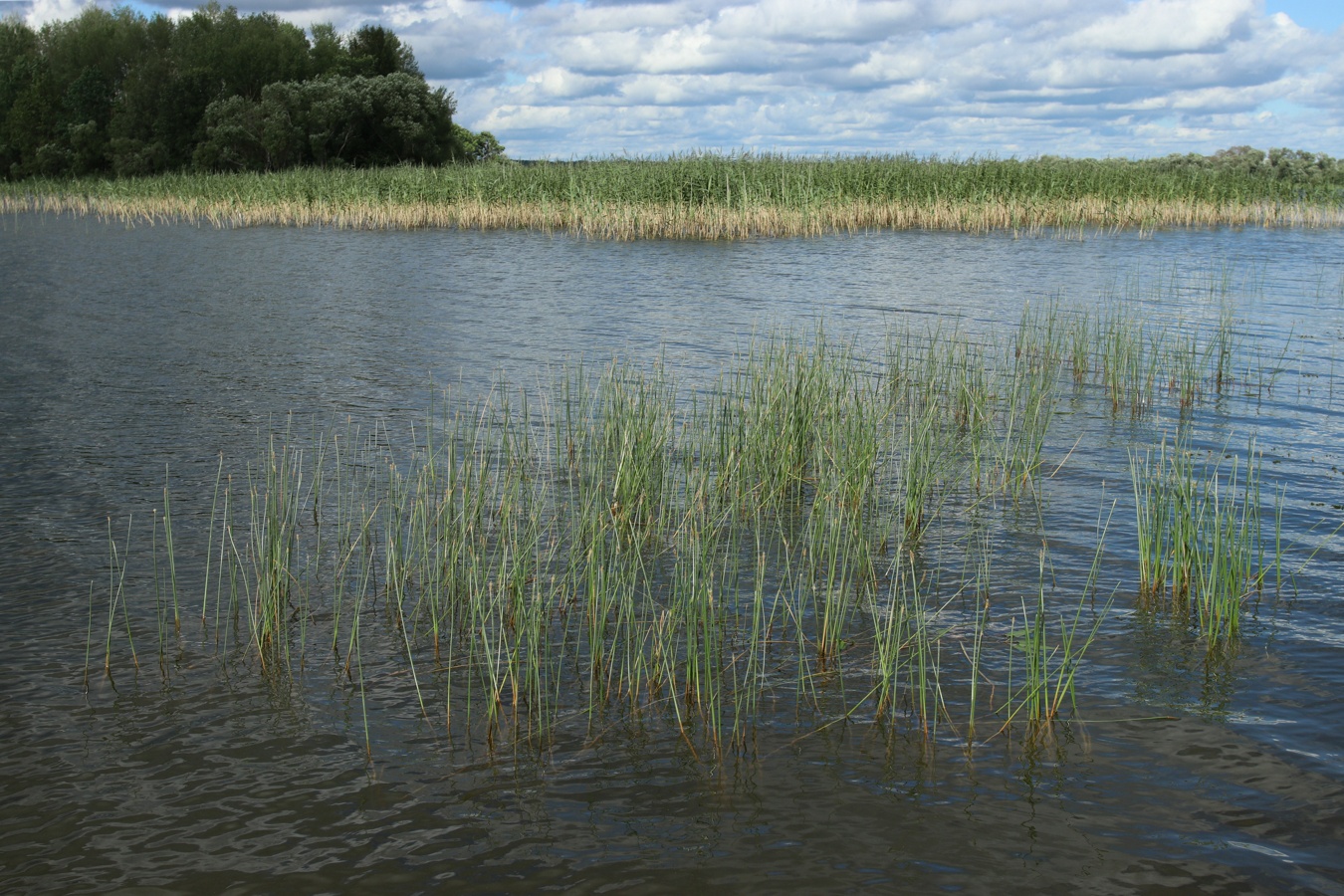 Image of Eleocharis palustris specimen.