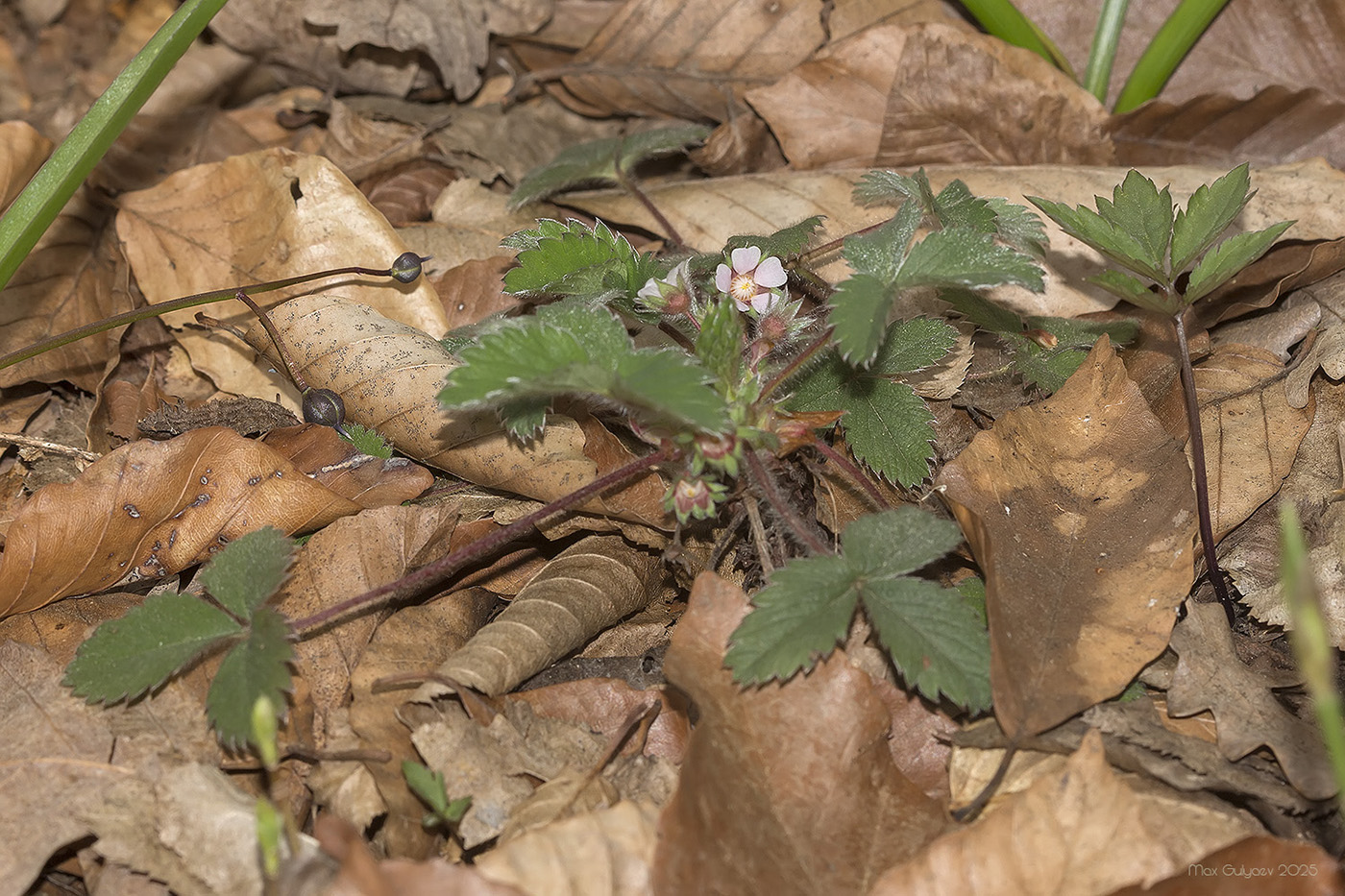 Image of Potentilla micrantha specimen.