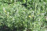 Thermopsis alterniflora