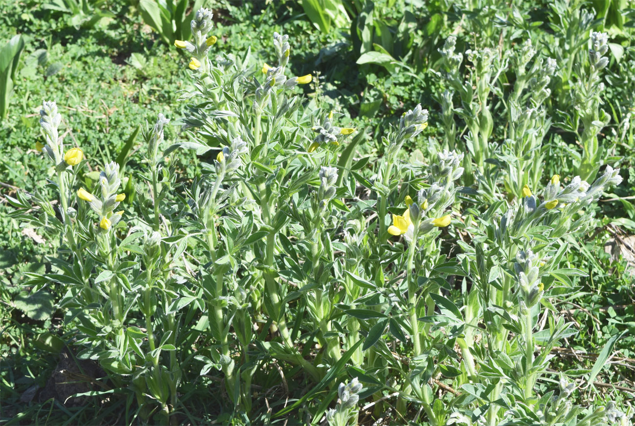 Изображение особи Thermopsis alterniflora.