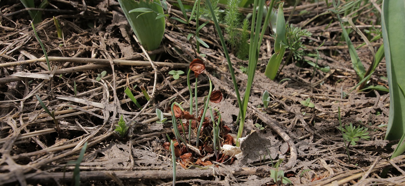 Image of Tulipa berkariensis specimen.
