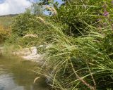 View full-size image Calamagrostis epigeios