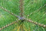 Смотреть изображение Pinus sylvestris подвид hamata