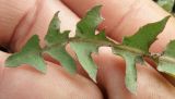 Taraxacum tortilobum