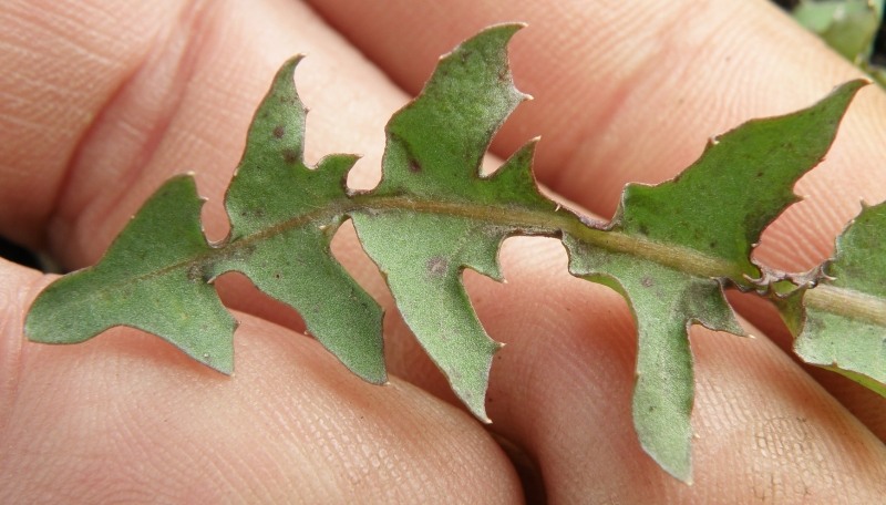 Image of Taraxacum tortilobum specimen.