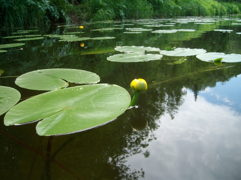 Изображение особи Nuphar lutea.