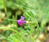 View full-size image Vicia sativa