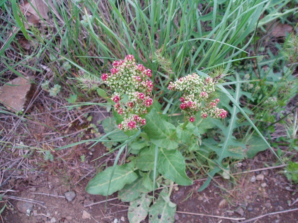 Image of Rumex tuberosus specimen.