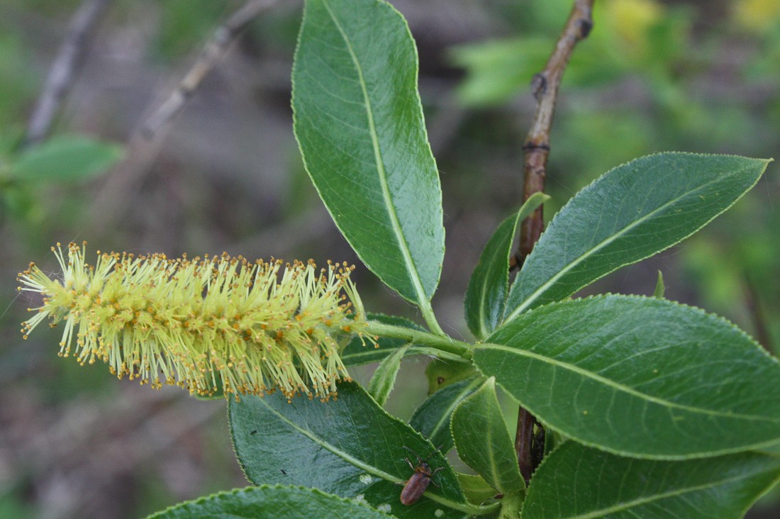 Image of Salix pentandra specimen.