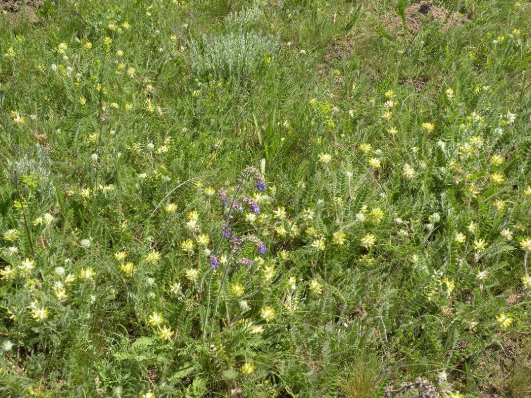 Image of Astragalus dasyanthus specimen.