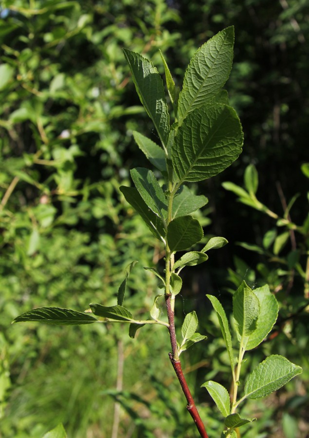 Изображение особи Salix myrsinifolia.