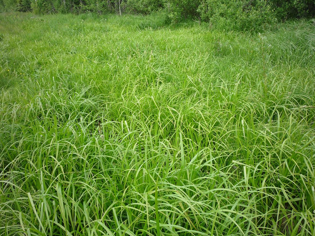 Image of Carex rhynchophysa specimen.