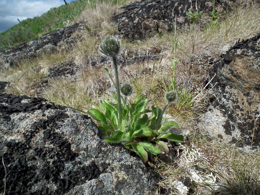 Изображение особи Hieracium alpinum.