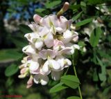 Robinia luxurians