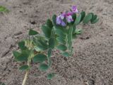 Lathyrus japonicus ssp. maritimus