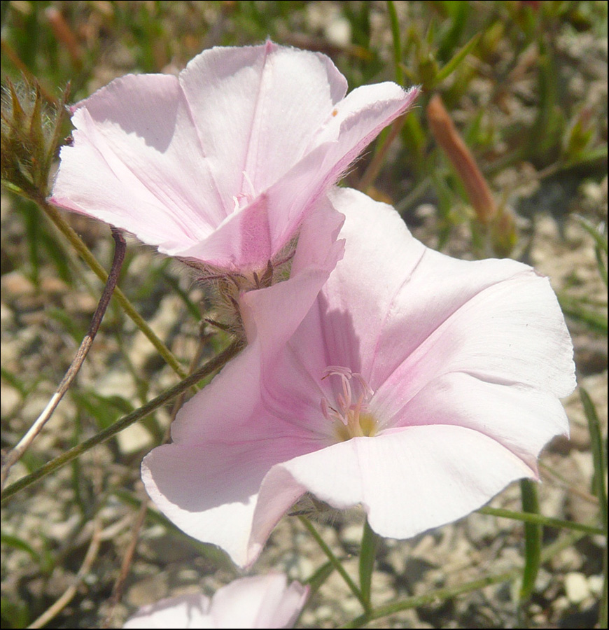 Изображение особи Convolvulus cantabrica.