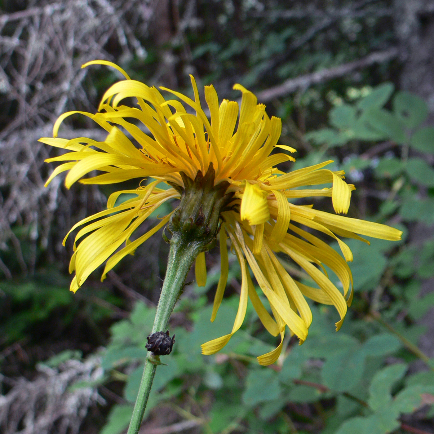 Image of Crepis sibirica specimen.