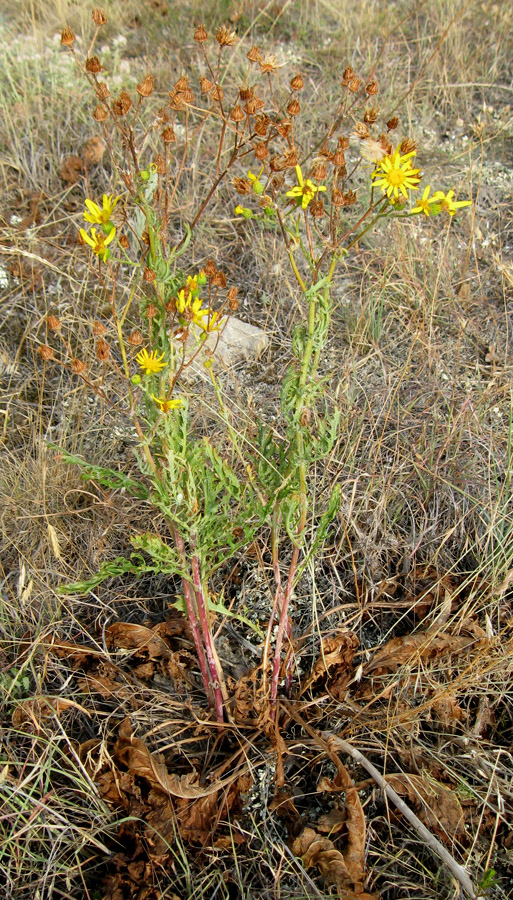 Изображение особи Senecio jacobaea.