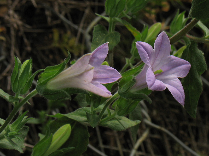 Изображение особи Campanula lyrata.