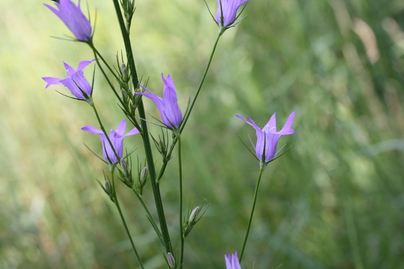 Image of Campanula lambertiana specimen.