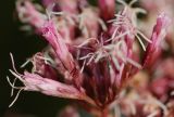 Eupatorium lindleyanum