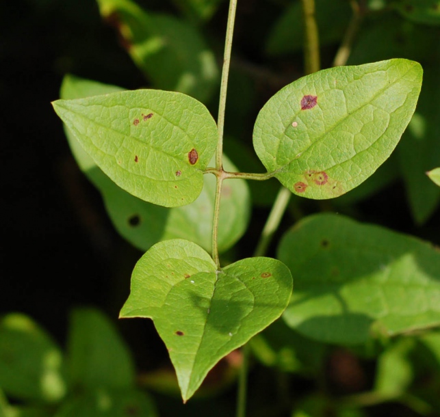 Изображение особи Clematis mandshurica.