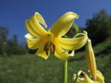 Lilium kesselringianum