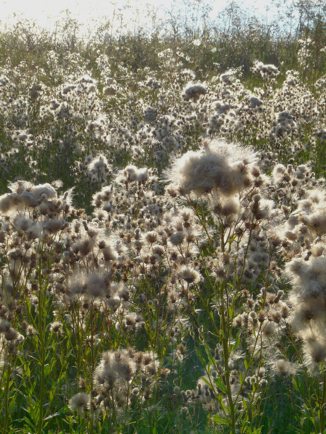 Image of Cirsium arvense specimen.