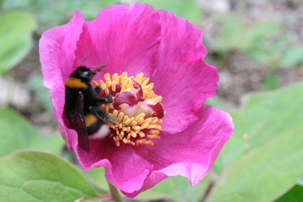 Изображение особи Paeonia caucasica.